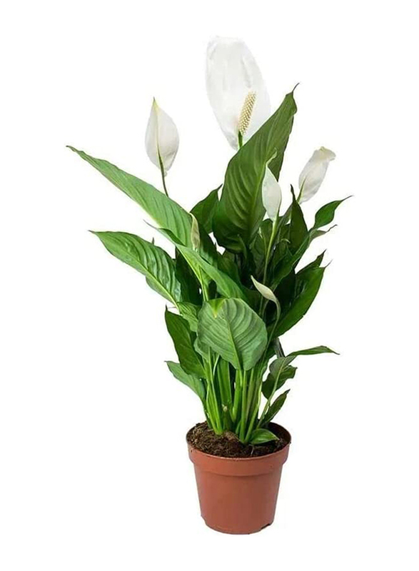 

Peace Lily Spathiphyllum Wallisii Flower Bunch Peace Lily Natural Plant, Multicolour