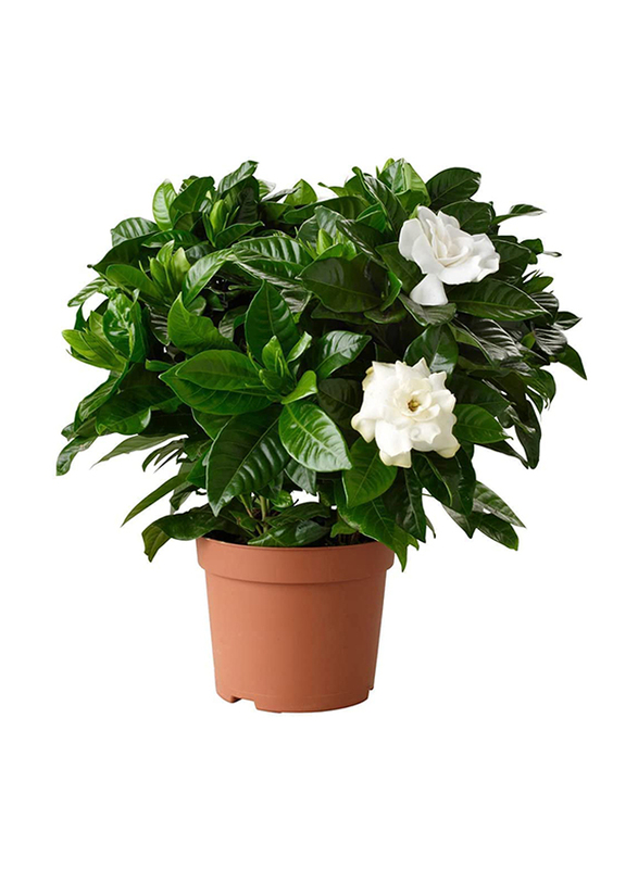 

Gardenia Jasminoides Cape Jasmine Healthy Ornamental Indoor Plant, Multicolour