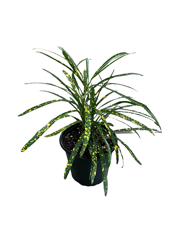 

Croton 'Codiadeum Variegatum Pictum' Real House Live Plant, Multicolour