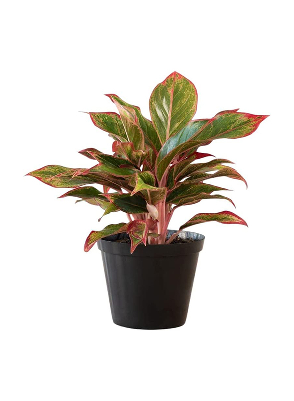 

Aglaonema King of Siam Chinese Evergreen Easy Care Plant, Multicolour