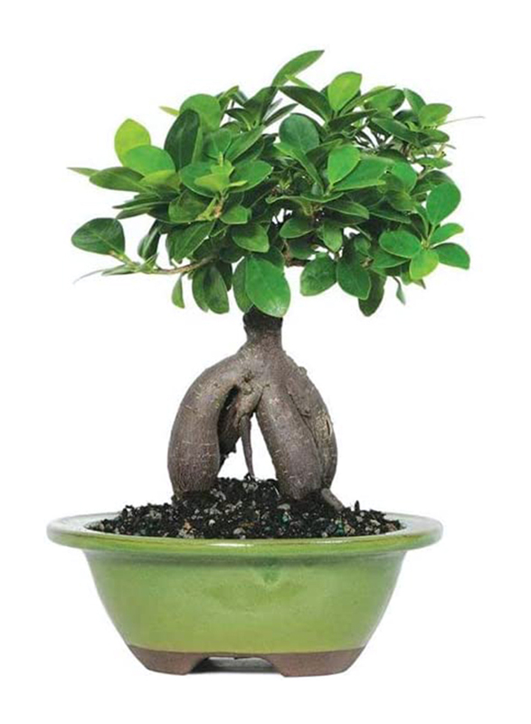 

Ficus Bonsai Microcarpa Ginseng Indian Laurel Plant, Multicolour