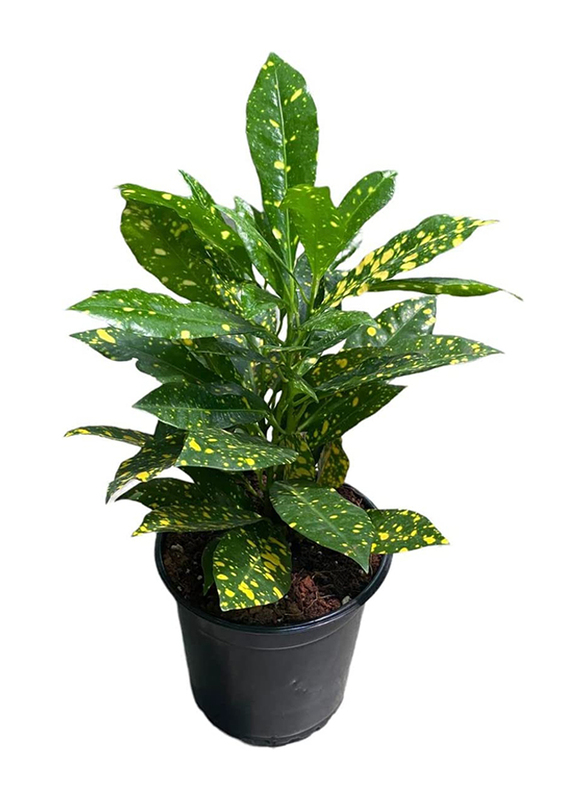

Croton Gold Dust Live Real House Decor Plant, Multicolour
