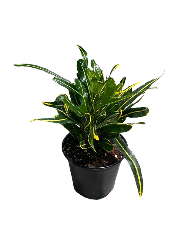 

Croton Yellow Banana Real House Decor Live Plant, Multicolour
