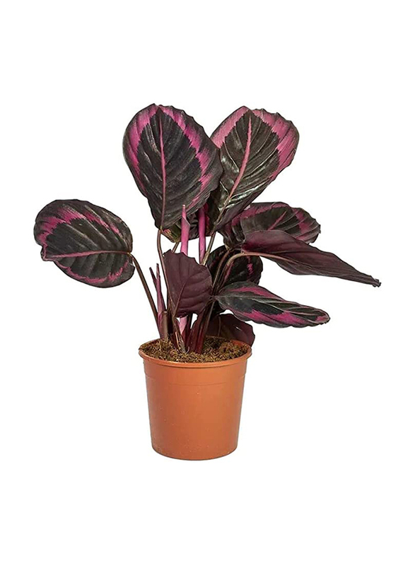 

Calathea Dottie Rose Picta Painted Prayer Plant, Black/Beige