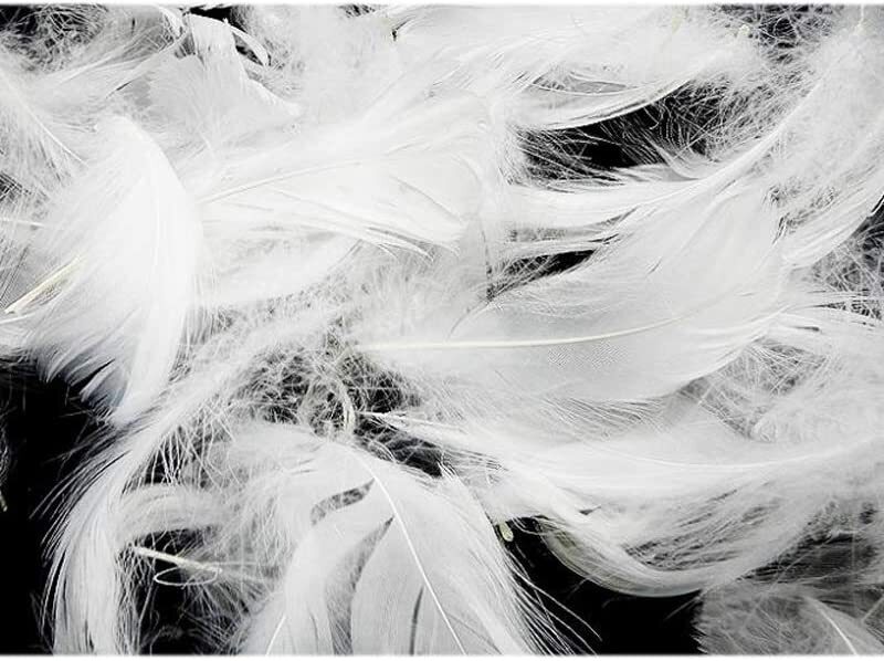 

Party Fun Feathers Party Props, 100 Pieces, White