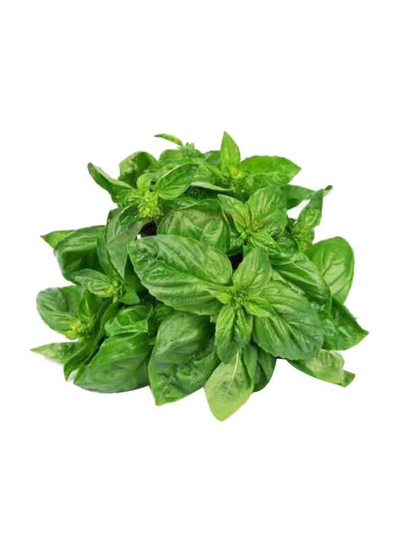 

Generic Fresh Basil Leaves, 1 Pack