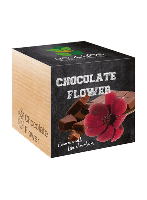 Feel Green Ecocube Chocolate Flower Plants in Wooden Cube, Brown