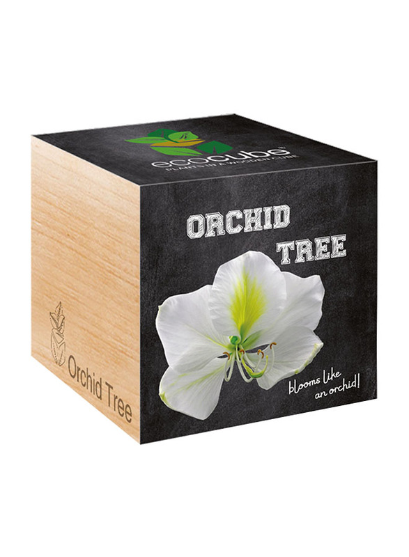 Feel Green Ecocube Orchid Tree Plants in Wooden Cube, Brown
