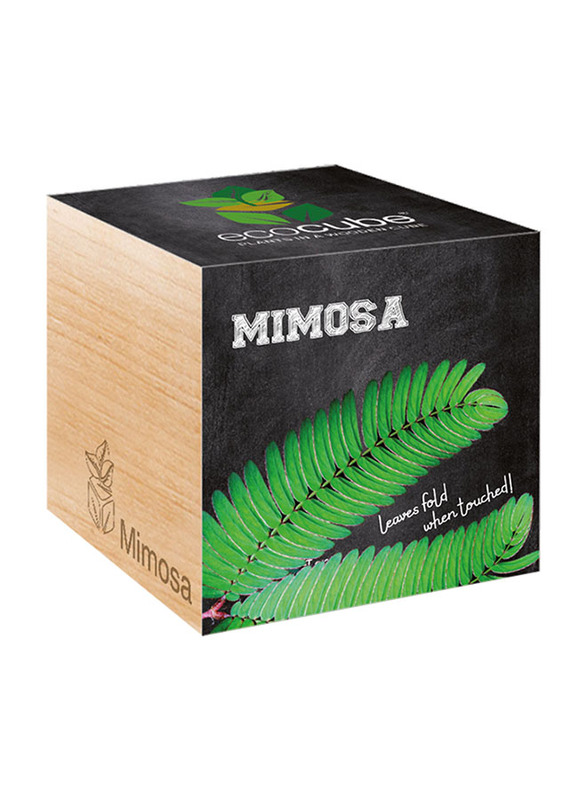 

Feel Green Ecocube Mimosa Plants in Wooden Cube, Brown