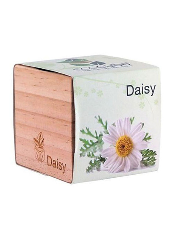 

Feel Green Ecocube Daisy Plants in Wooden Cube, Brown