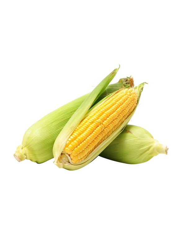 

Generic Sweet Corn United Arab Emirates, 15-20cm