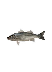 Sea Bass, 1Kg