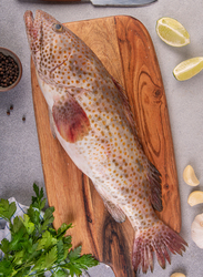 Hamour (Grouper) Fresh Fish UAE, 1/1.2 KG 1 Piece (Curry Cut)