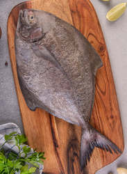 Black Pomfret Fresh Fish Oman, 600/700Grams 1 Piece (Whole)