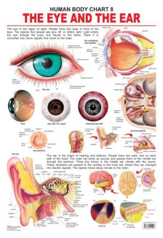 

The Eye & The Ear, Fold-Out Book or Chart, By: Dreamland Publications