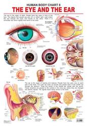 The Eye & The Ear, Fold-Out Book or Chart, By: Dreamland Publications