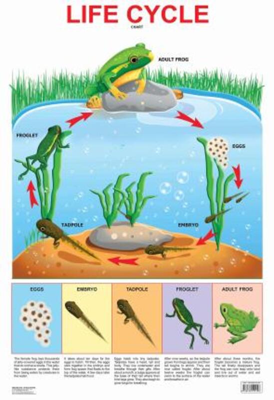 

Life Cycle Chart, Paperback Book, By: Dreamland Publications