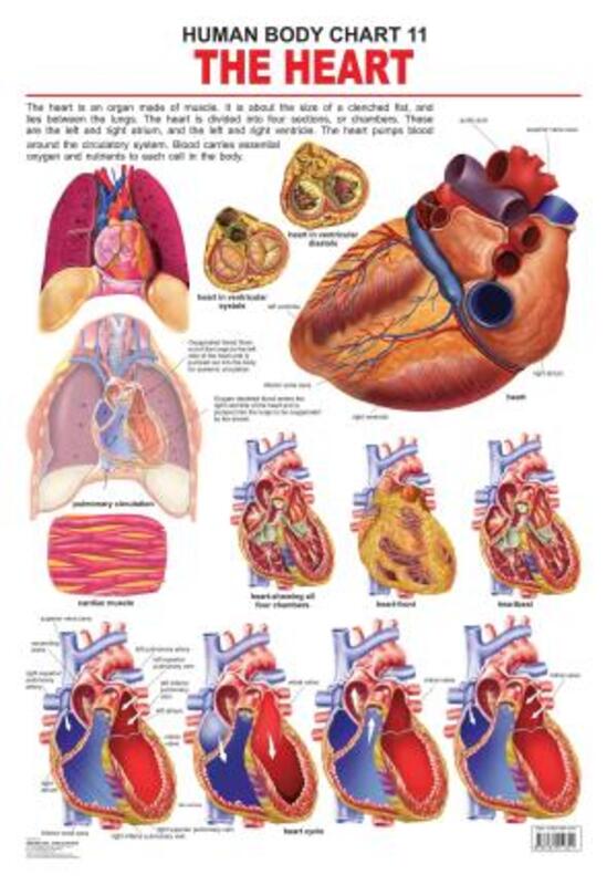 

The Heart, Fold-Out Book or Chart, By: Dreamland Publications