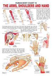 The Shoulders, Arms & Hand, Paperback Book, By: Dreamland Publications