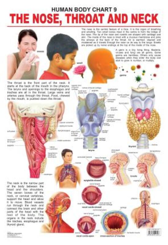 The Nose/Throat & Neck, Fold-Out Book or Chart, By: Dreamland Publications