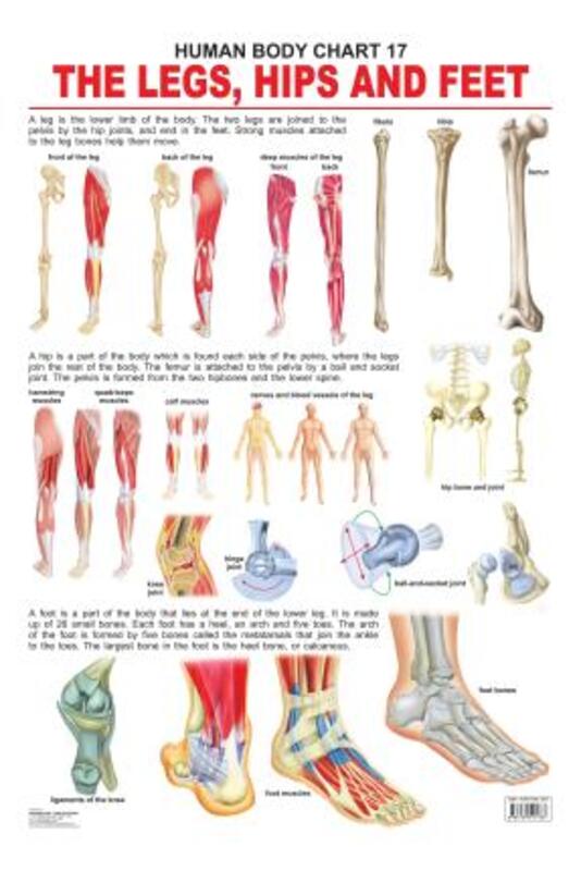 

The Hips, Legs & Feet, Fold-Out Book or Chart, By: Dreamland Publications