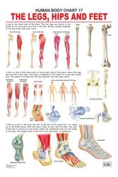 The Hips, Legs & Feet, Fold-Out Book or Chart, By: Dreamland Publications