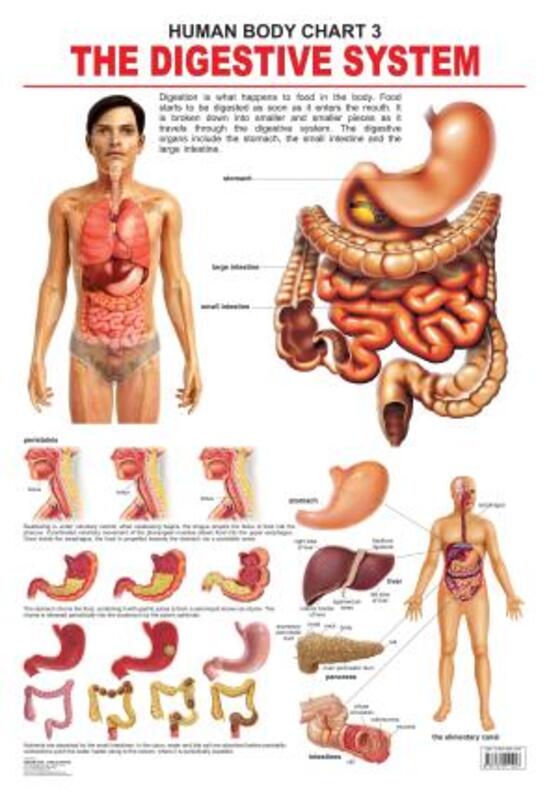 

The Digestive System, Fold-Out Book or Chart, By: Dreamland Publications