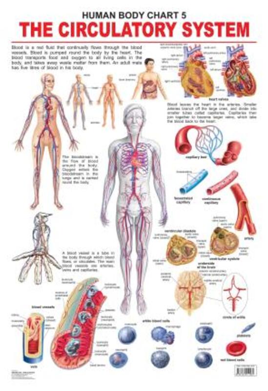 

The Circulatory System, Paperback Book, By: Dreamland Publications