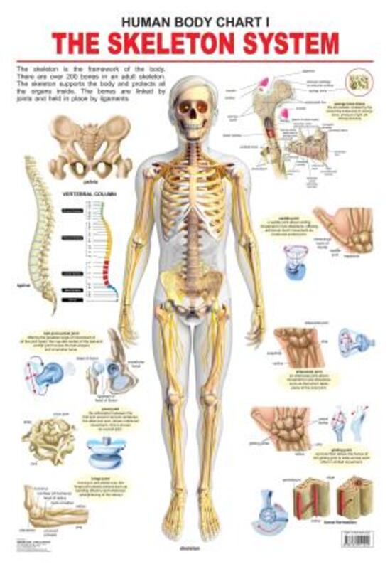 The Skeletal System, Paperback Book, By: Dreamland Publications