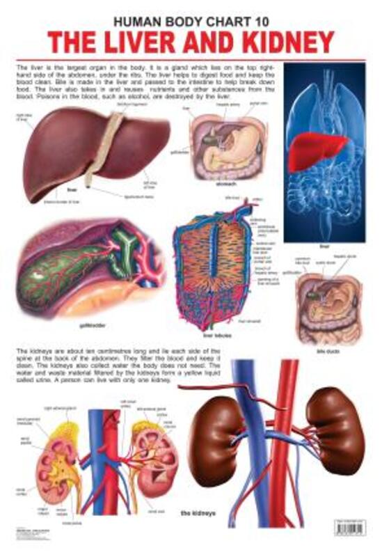 

Human Body Chart 10 Liver And The Kidney, Paperback Book, By: Dreamland Publications