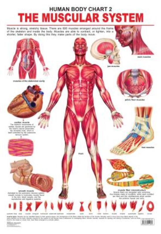 The Muscular System, Paperback Book, By: Dreamland Publications