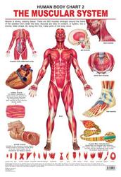 The Muscular System, Paperback Book, By: Dreamland Publications