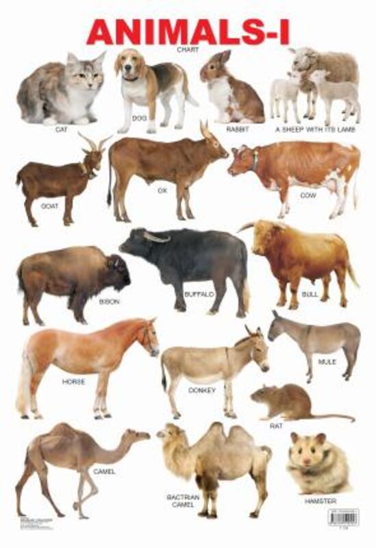 

Animals: Book 1, Fold-Out Book or Chart, By: Dreamland Publications
