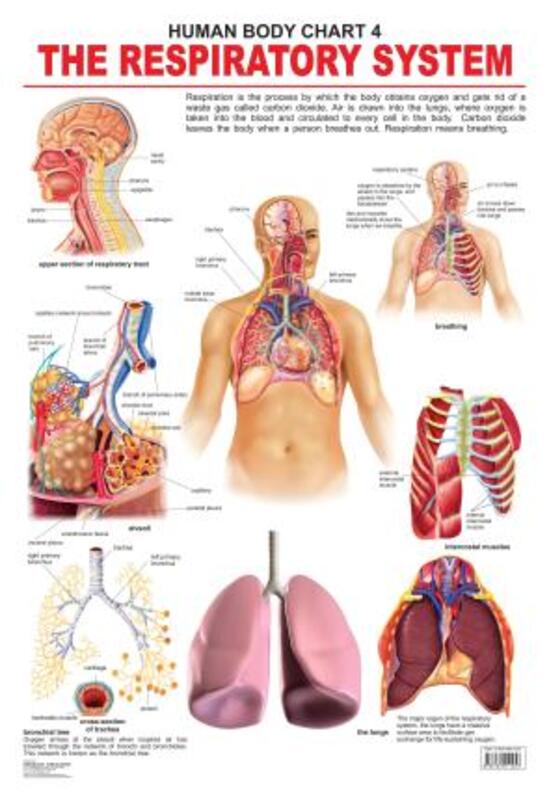 The Respiratory System, Paperback Book, By: Dreamland Publications