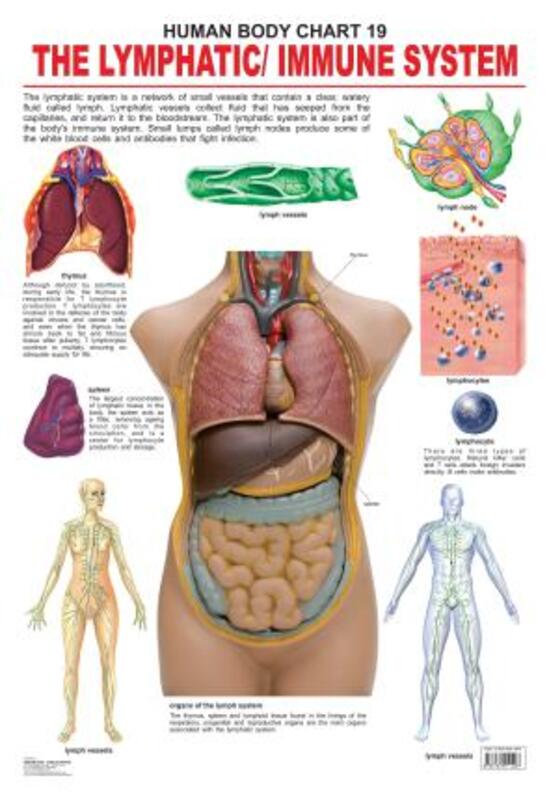 

The Lymphatic/Immune System, Fold-Out Book or Chart, By: Dreamland Publications