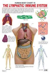 The Lymphatic/Immune System, Fold-Out Book or Chart, By: Dreamland Publications