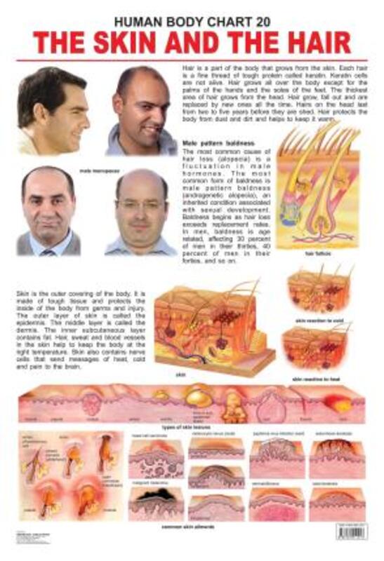 

The Hair & The Skin, Fold-Out Book or Chart, By: Dreamland Publications