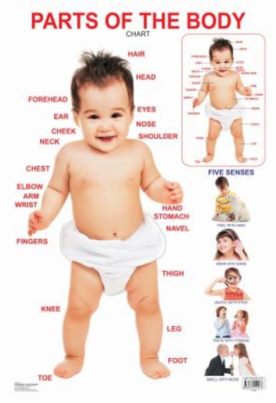 

Parts of The Body, Fold-Out Book or Chart, By: Dreamland Publications