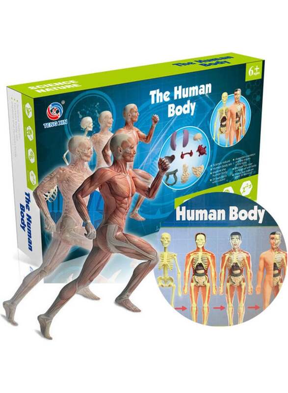 

Human Body Model Organs and Bones Simple Assembly Learning Tool Kit, Ages 6+