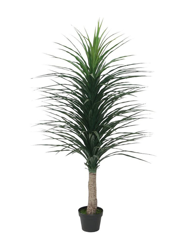 

Danube Home Nolina Recurvata with Pot, Green/Black