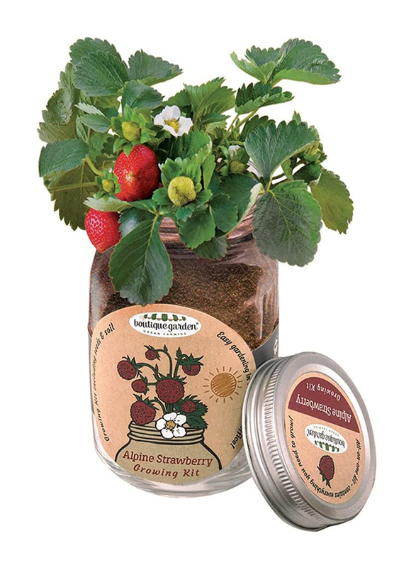 

Paris Garden Mason Jar Strawberry Growing Kit, Transparent