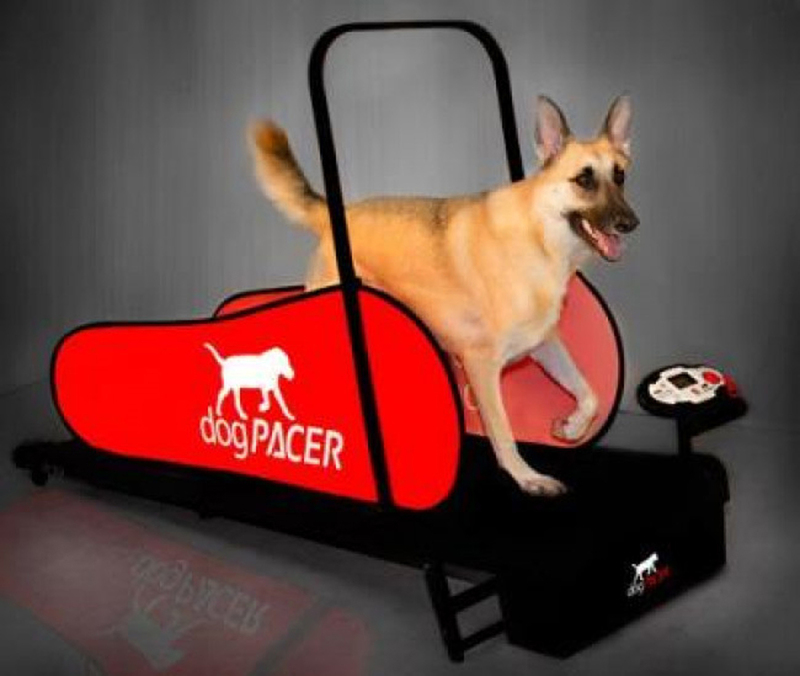 

Dog Pacer LF 3.1 Folding Fitness Dog Treadmill For Dogs Up To 179 LBS, Black