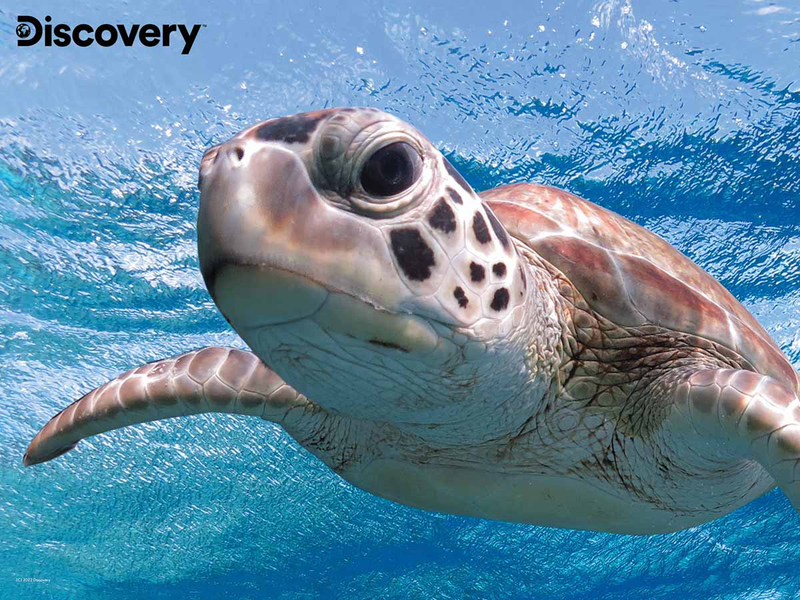 

Prime 3D Puzzles 63-Piece Animal Planet Licensed Sea Turtle 3D Puzzle