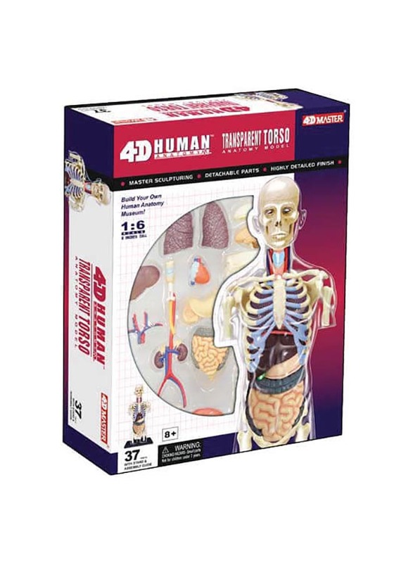 

Chapmei 4D Human Anatomy-Transparent Torso, Multicolour, Ages 8+